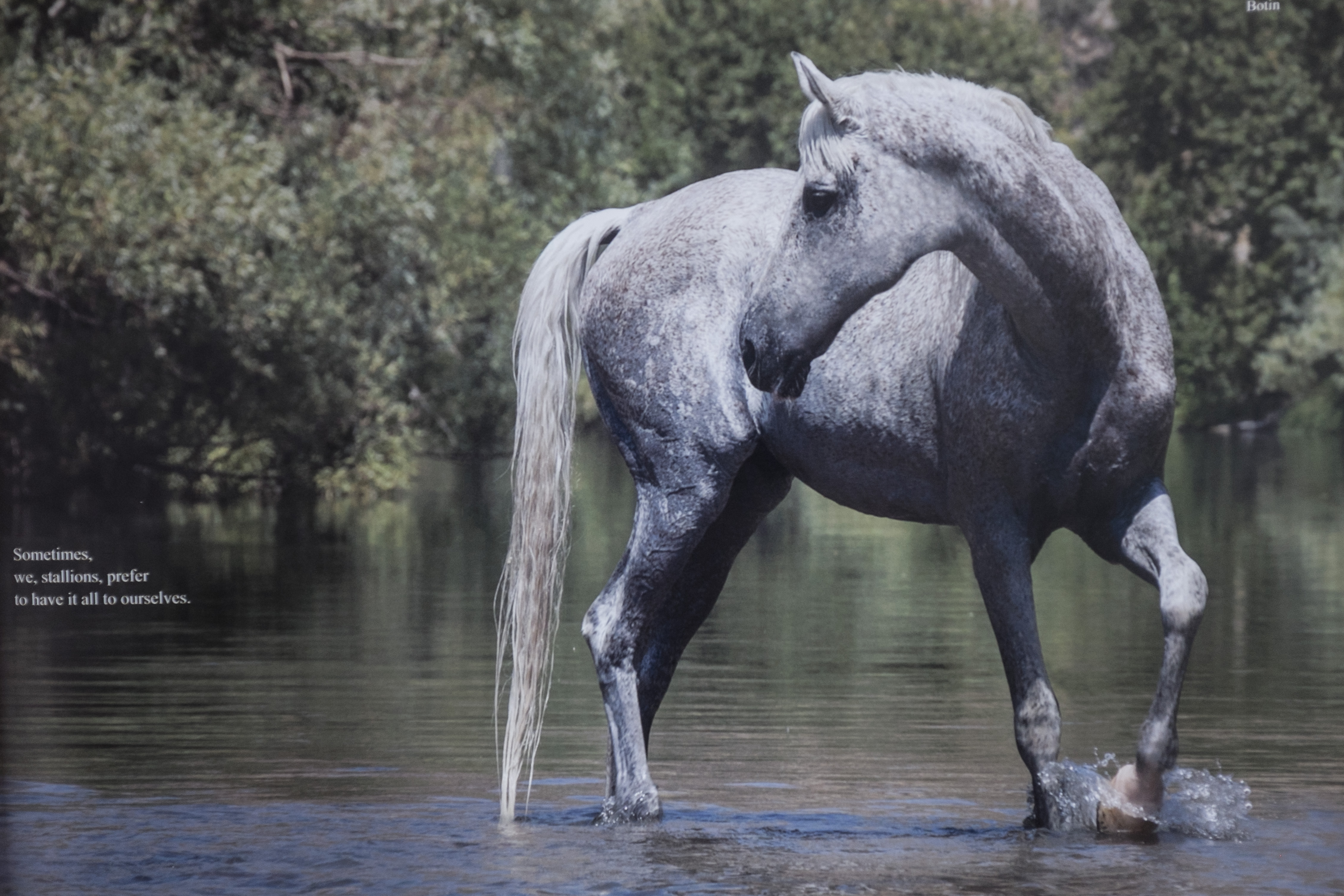The Horses of Kurdistan recounts history through animals